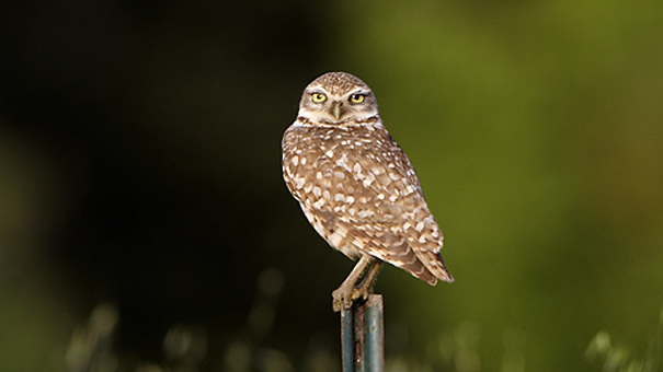 Burrowing_Owl