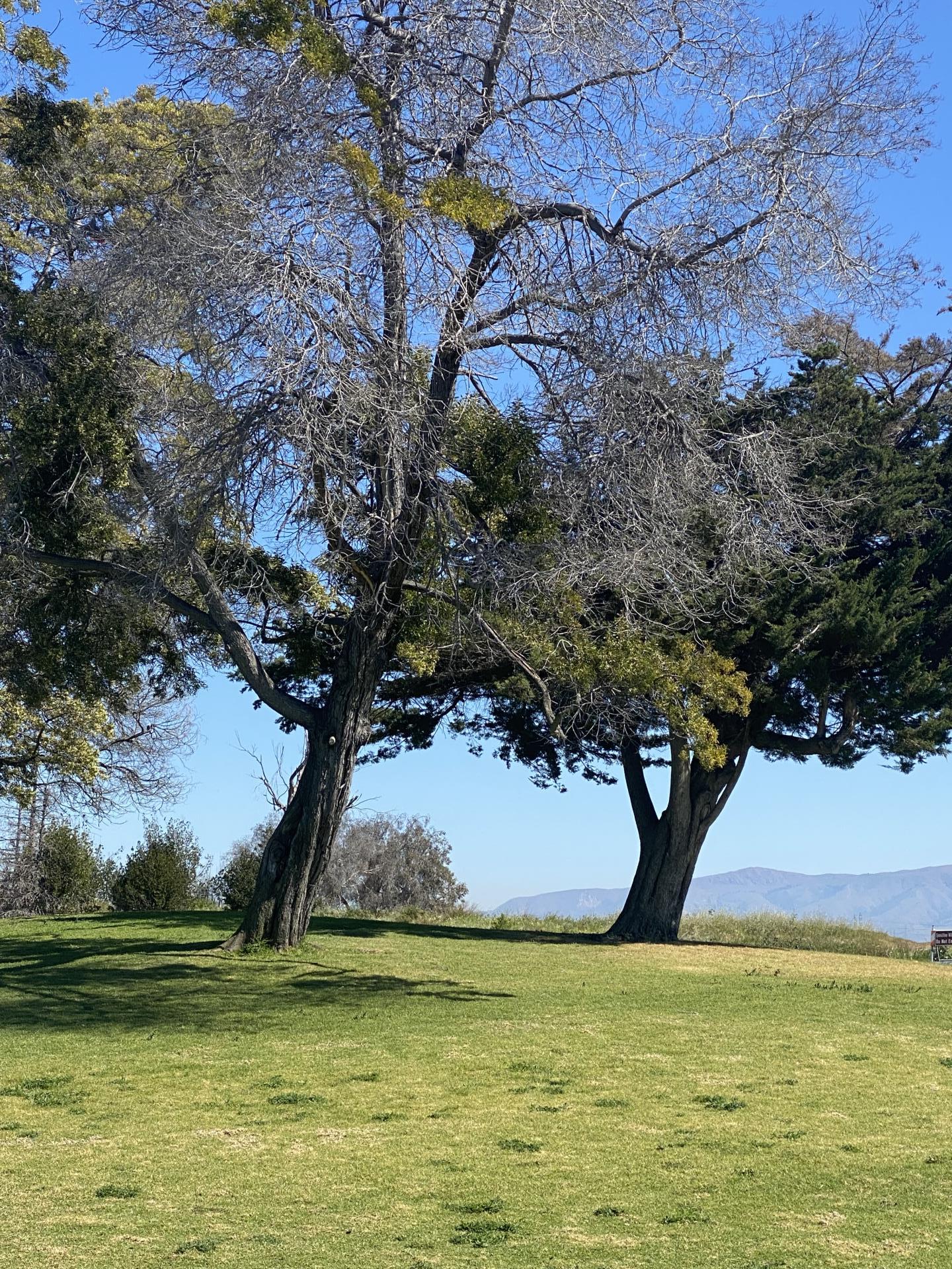 Trees at Shoreline at Mountain View Regional Park