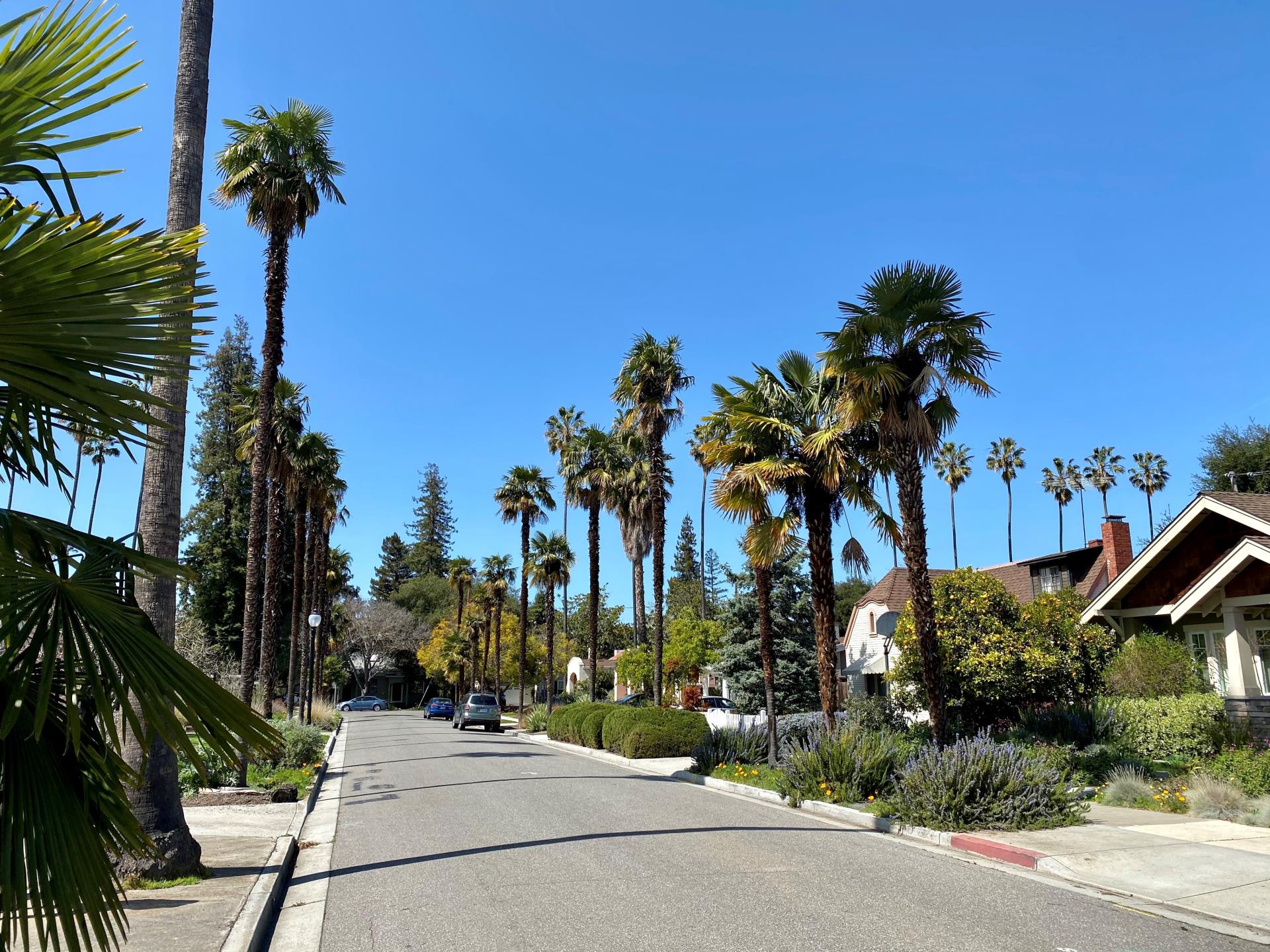 Mv neighborhood with palm trees