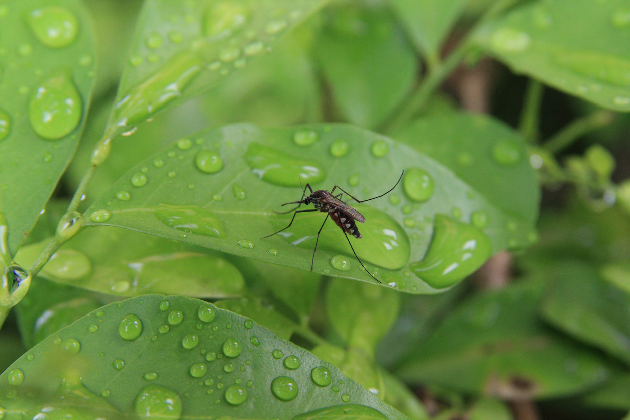 Mosquito sitting on leaf with rain droplets