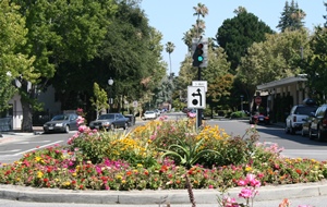 Traffic roundabout with flowers growing in the middle